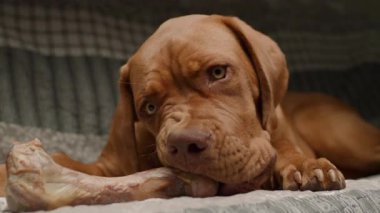 Bir Bordeaux Mastiff köpeği kanepede uzanıyor, mutlu bir şekilde bir kemik çiğniyor, rahat bir yuva ortamında keyif ve rahatlama anı yakalıyor.