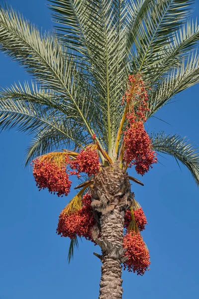 Datum Ett Datum Palm Träd — Stockfoto