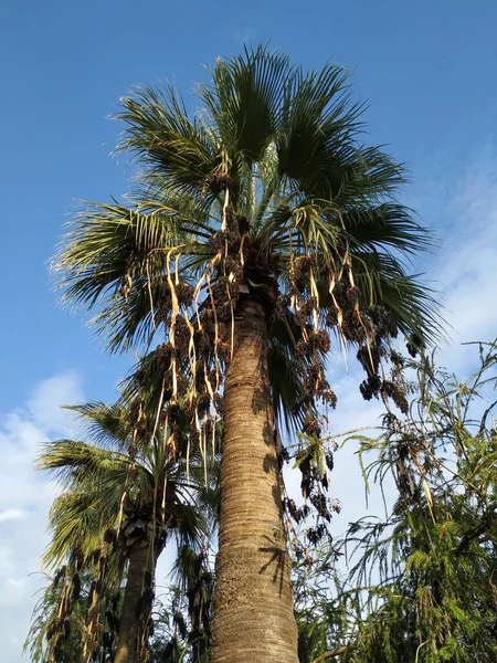 Låg Vinkel Skott Palm Träd — Stockfoto