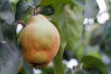 A Ripe Quince On A Branch