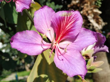 Blossomed Flower Of A Bauhinia variegata (orchid tree) clipart