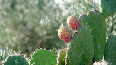 Hint incirinin Yakın Çekimi (Opuntia nemifusa)