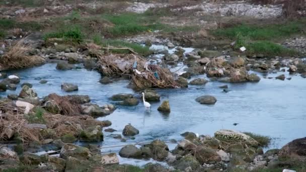 Pequeno Egret Caminhando Uma Bacia Hidrográfica — Vídeo de Stock