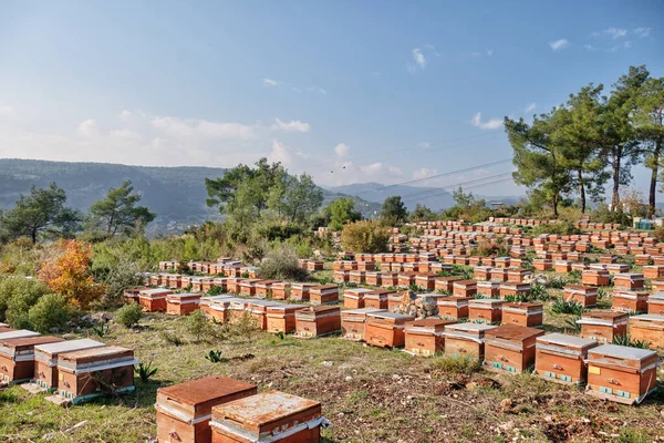 Sarang Lebah Tradisional Bukit Mersin Turki Stok Gambar Bebas Royalti