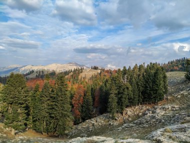 Sonbaharda Kayın Ormanları, Yirce Platosu, Kozan, Adana, Türkiye