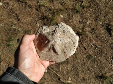 Dağlık arazide kayaya sıkışmış bir deniz yıldızı fosilini tutan el.