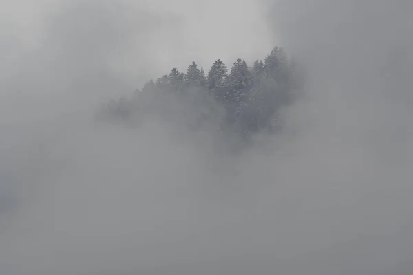 Árnyalatai Erdőben Télen — Stock Fotó