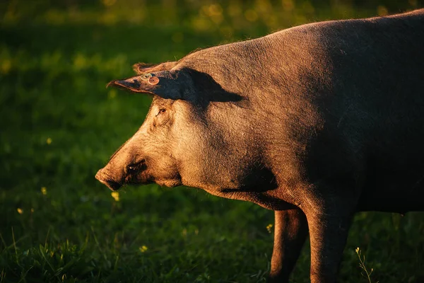 stock image Spanish iberian pig pasturing free in a green meadow at sunset in Los Pedroches, Spain