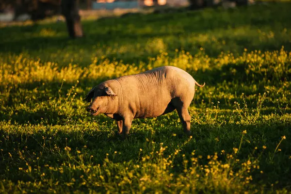 Porcul Iberic Spaniol Pasiv Gratuit Într Luncă Verde Apusul Soarelui Fotografie de stoc
