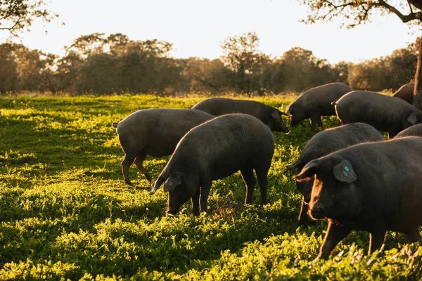 Cerdos Ibéricos Españoles Pastando Gratis Prado Verde Atardecer Los Pedroches Imagen De Stock