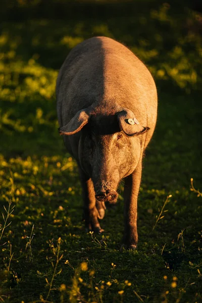 Porcul Iberic Spaniol Pasiv Gratuit Într Luncă Verde Apusul Soarelui fotografii de stoc fără drepturi de autor