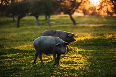 Spanish iberian pig pasturing free in a green meadow at sunset in Los Pedroches, Spain clipart