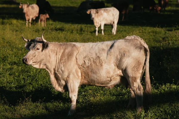 Vaca Blanca Pastando Gratis Prado Verde España Imágenes de stock libres de derechos