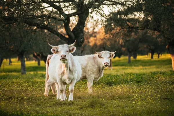 Белые Коровы Пасутся Зеленом Лугу Испании Лицензионные Стоковые Изображения