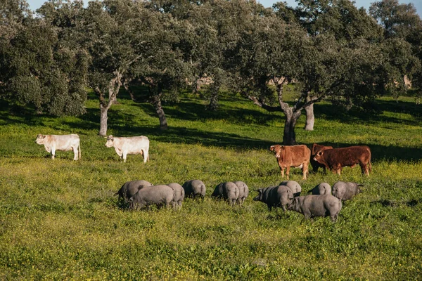 Белые Бронзовые Коровы Свободно Пасутся Вместе Иберийскими Свиньями Зеленом Лугу Лицензионные Стоковые Фото