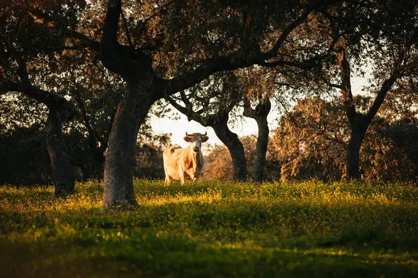 Белая Корова Пасущаяся Зеленом Лугу Между Дубами Холма Испании Стоковая Картинка