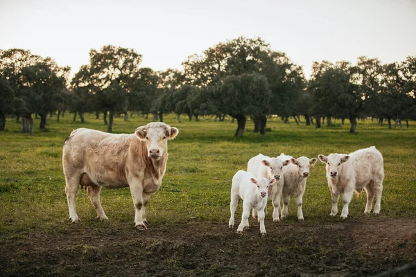 Spanya Yeşil Bir Çayırda Özgürce Otlayan Beyaz Inekler Stok Fotoğraf