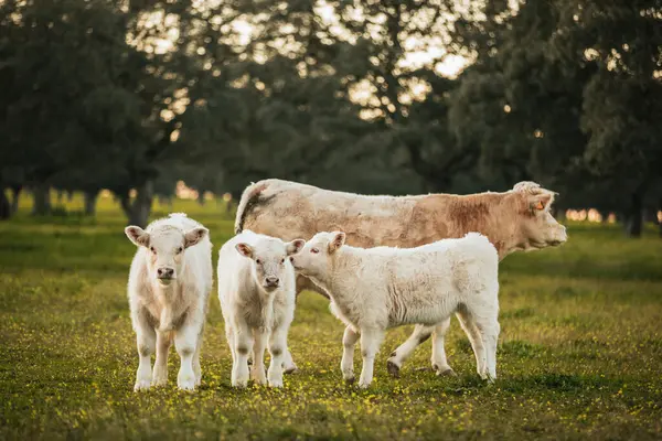 スペインの緑の牧草地で自由に牧草する白牛 ストック画像