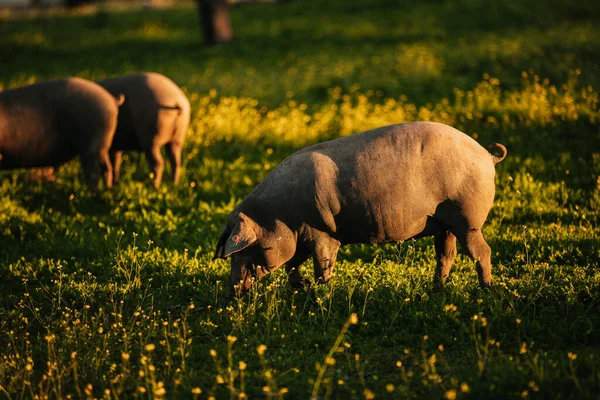 スペインのロス ペドロチェスの日没の緑の牧草地で自由に牧歌するイベリアの豚 ストックフォト