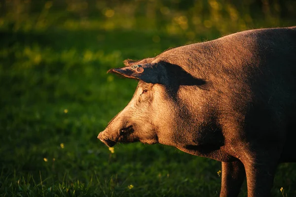 Spanish Iberian Pig Pasturing Free Green Meadow Sunset Los Pedroches Stock Image
