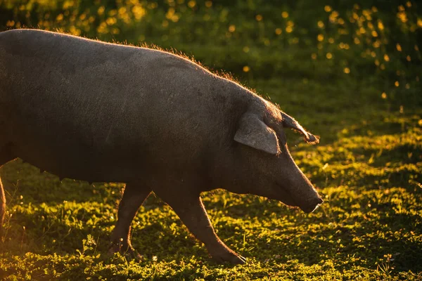 Porcul Iberic Spaniol Pasiv Gratuit Într Luncă Verde Apusul Soarelui Fotografie de stoc