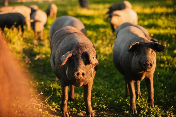 Cerdos Ibéricos Españoles Pastando Gratis Prado Verde Atardecer Los Pedroches Imagen de archivo