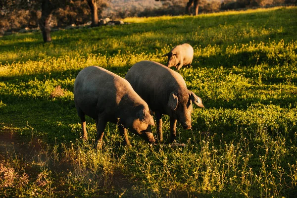 Cerdos Ibéricos Españoles Pastando Gratis Prado Verde Atardecer Los Pedroches Fotos De Stock