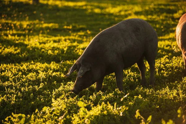 Испанская Иберийская Свинья Пасущаяся Зеленом Лугу Закате Лос Педроше Испания Стоковое Изображение