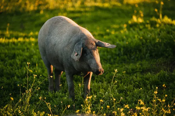Porcul Iberic Spaniol Pasiv Gratuit Într Luncă Verde Apusul Soarelui Imagine de stoc