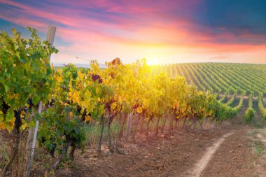 Üzümlü bir bardak şarap ve güneşli bir arka planda fıçı. İtalya Toskana Bölgesi. Yüksek kalite fotoğraf