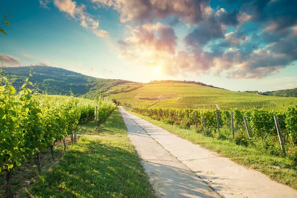 stock image Casale Marittimo village, vineyards and countryside landscape in Maremma. Pisa Tuscany, Italy Europe. High quality photo