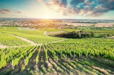 Barrel Wineglasses Cheese And Bottle In Vineyard At Sunset . High quality photo