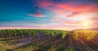 Barrel Wineglasses Cheese And Bottle In Vineyard At Sunset . High quality photo