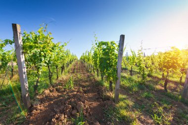 Barrel Wineglasses Cheese And Bottle In Vineyard At Sunset . High quality photo