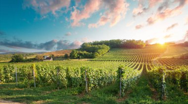 Barrel Wineglasses Cheese And Bottle In Vineyard At Sunset . High quality photo