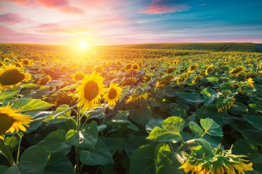 Gün batımı, Birleşik Devletler 'in orta batısındaki bir ayçiçeği tarlasında parlıyor. Yüksek kalite fotoğraf