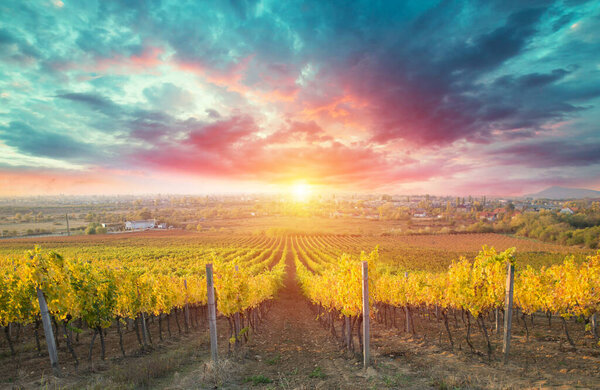 White wine with barrel on vineyard in Chianti, Tuscany, Italy.