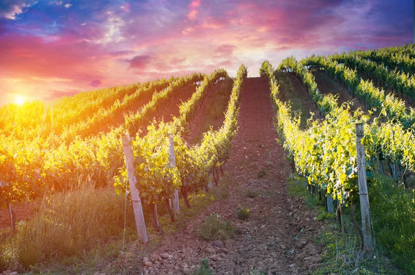 Barrel Wineglasses Cheese Bottle Vineyard Sunset High Quality Photo — Stockfoto
