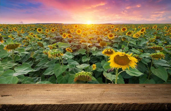 Sonnenblume Auf Dem Holztisch Sonnenblumenfeld Landschaft Und Sonnenuntergang Berge Hochwertiges — Stockfoto