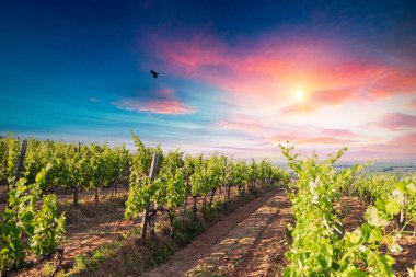 Barrel Wineglasses Cheese And Bottle In Vineyard At Sunset . High quality photo