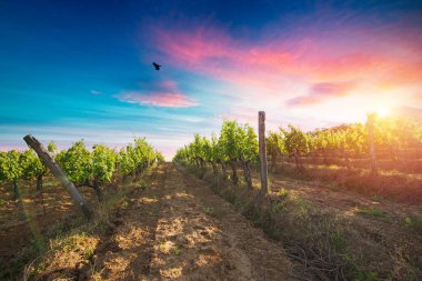 Barrel Wineglasses Cheese And Bottle In Vineyard At Sunset . High quality photo