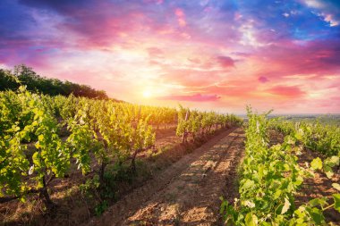 Barrel Wineglasses Cheese And Bottle In Vineyard At Sunset . High quality photo