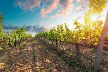 Barrel Wineglasses Cheese And Bottle In Vineyard At Sunset . High quality photo
