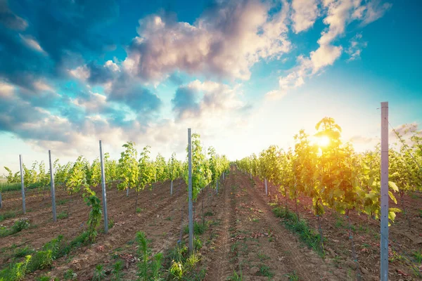 Barrel Wineglasses Cheese And Bottle In Vineyard At Sunset . High quality photo