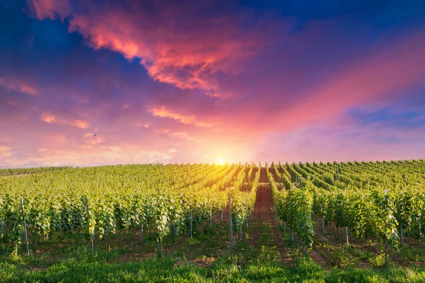Barrel Wineglasses Cheese Bottle Vineyard Sunset High Quality Photo — Foto de Stock