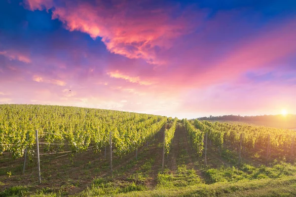 Barrel Wineglasses Cheese Bottle Vineyard Sunset High Quality Photo — Zdjęcie stockowe