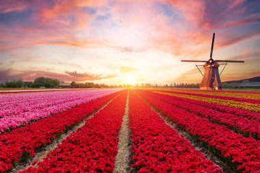 Laleli manzara, geleneksel yel değirmenleri ve Zaanse Schans, Hollanda, Avrupa 'daki kanal yakınlarındaki evler. Yüksek kalite fotoğraf