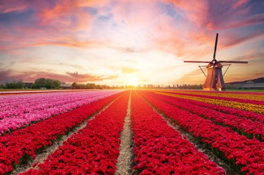 Laleli manzara, geleneksel yel değirmenleri ve Zaanse Schans, Hollanda, Avrupa 'daki kanal yakınlarındaki evler. Yüksek kalite fotoğraf