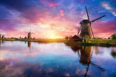 Hollanda, Michigan 'da bir yel değirmeni Hollanda' dan gelen otantik bir ahşap yel değirmeni, İlkbaharda Michigan 'da bir lale tarlasının arkasından yükseliyor. Yüksek kalite fotoğraf