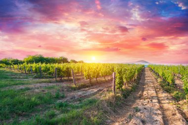 San Gimignano Toskana 'da gün doğumunda üzüm bağı. Yüksek kalite fotoğraf